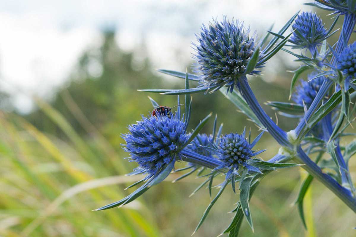عرق بوقناق و تیروئید