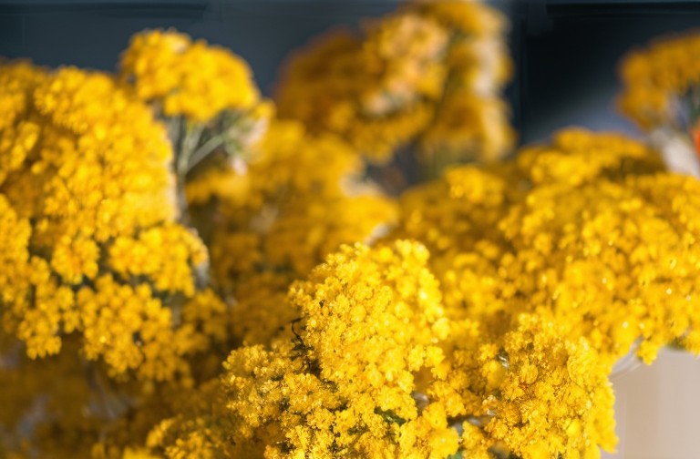 عرق بومادران برای لاغری — حقیقت یا شایعه؟