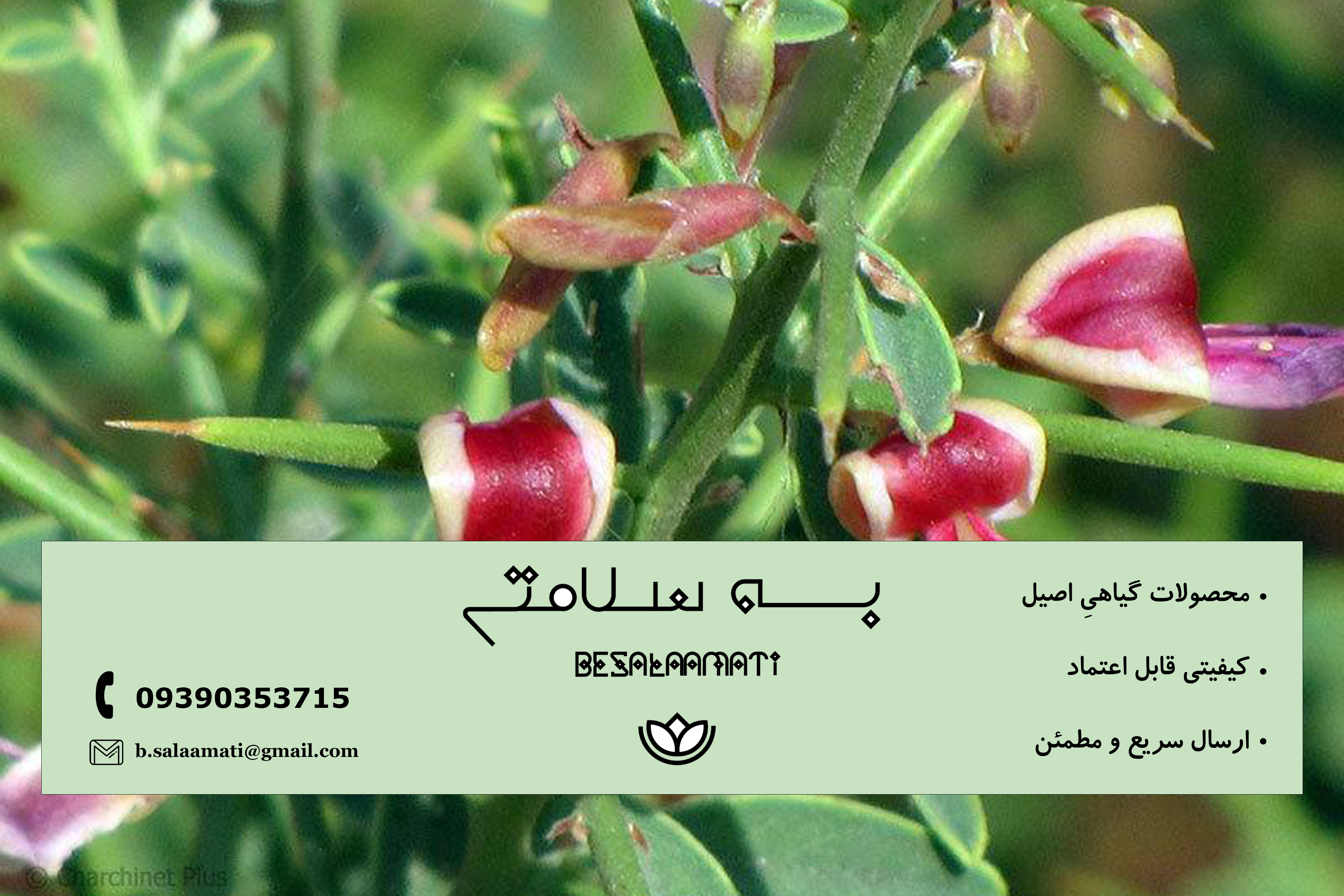 بررسی خواص ضدالتهابی و تصفیه‌کننده خون عرق خارشتر