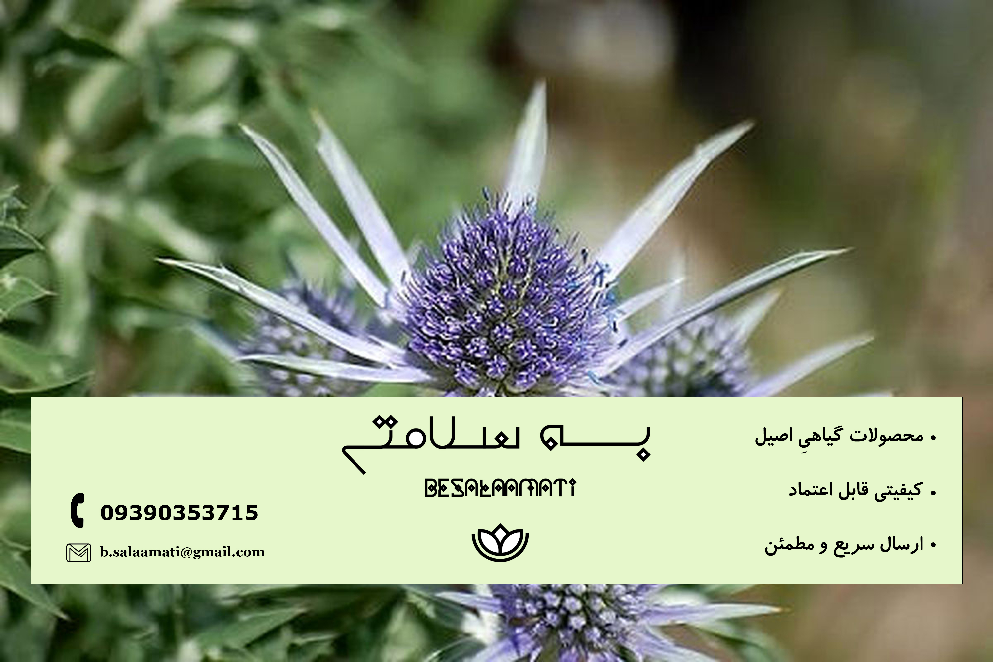 عرق بوقناق چیست و چه خواصی دارد؟