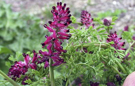 عرق شاطره برای چی خوبه؟ کامل‌ترین راهنمای خواص و کاربردها