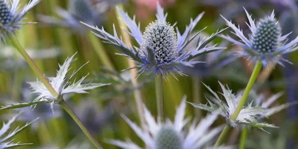 عرق بوقناق برای چی خوبه؟