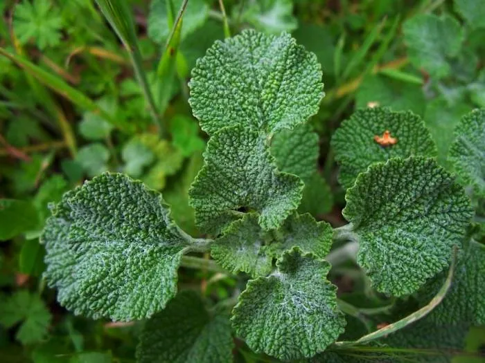 عرق فراسیون برای آسم و تنگی نفس — آیا مؤثر است؟