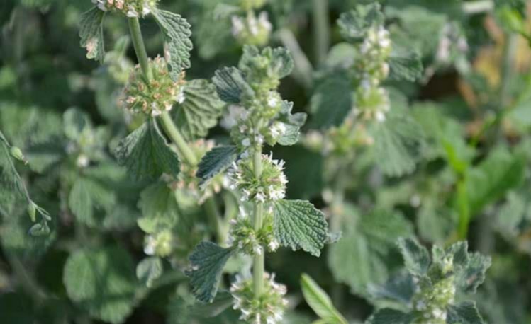 نحوه مصرف عرق فراسیون برای سرفه‌های خشک و خلط‌دار