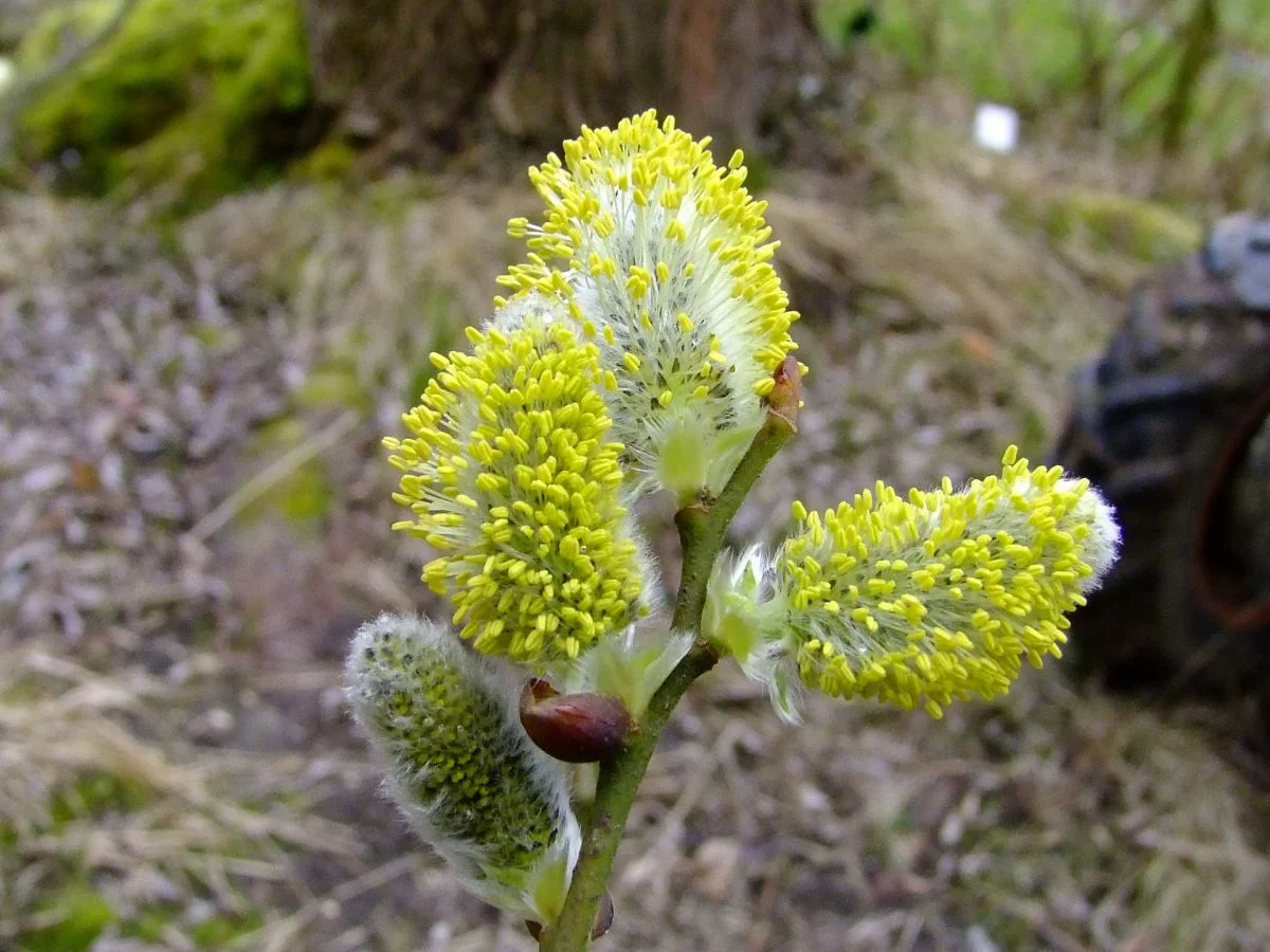 طبع عرق بیدمشک چیست؟ (سرد یا گرم) + مناسب چه مزاجی است؟