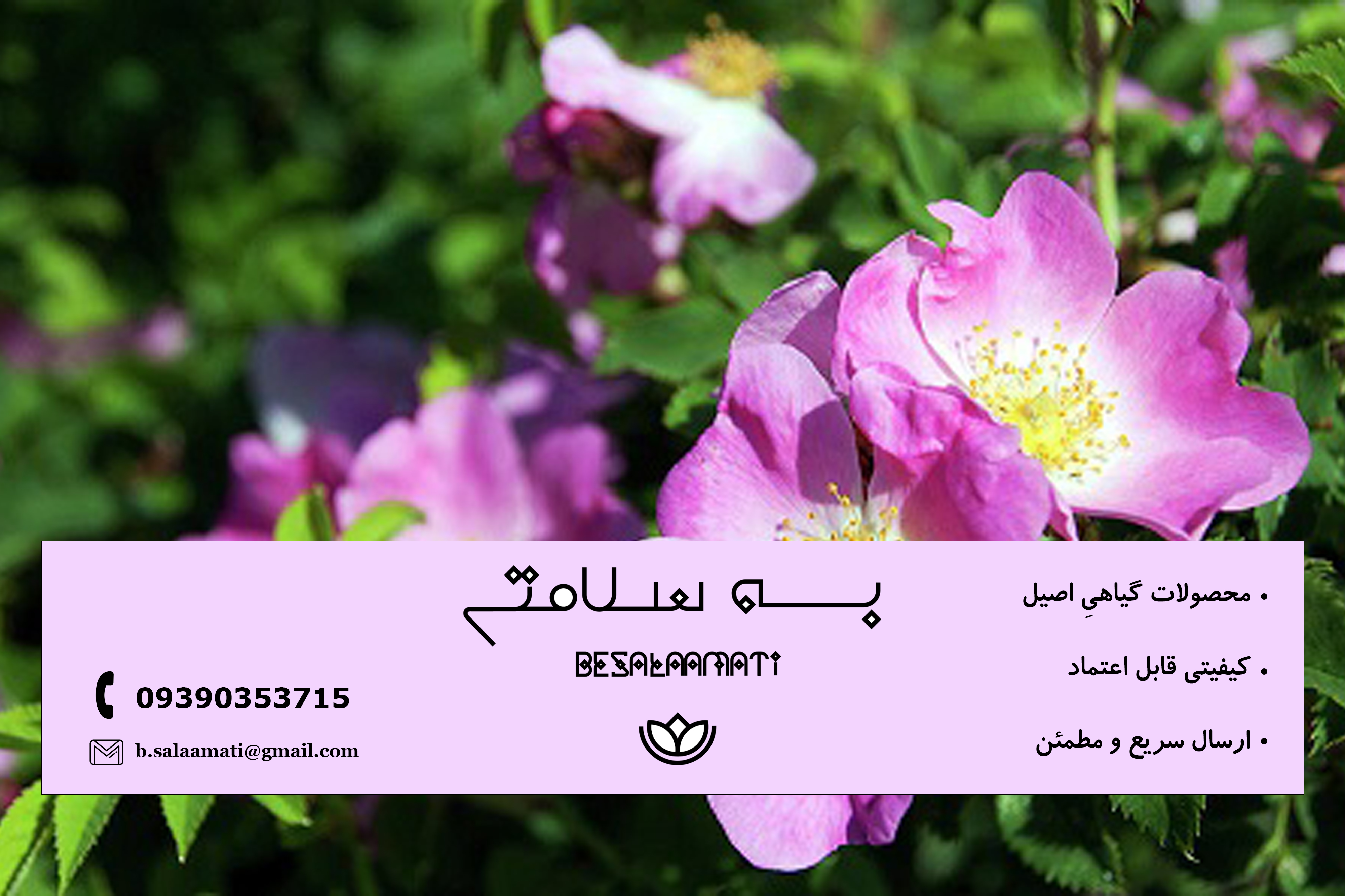 عرق نسترن برای چی خوبه؟