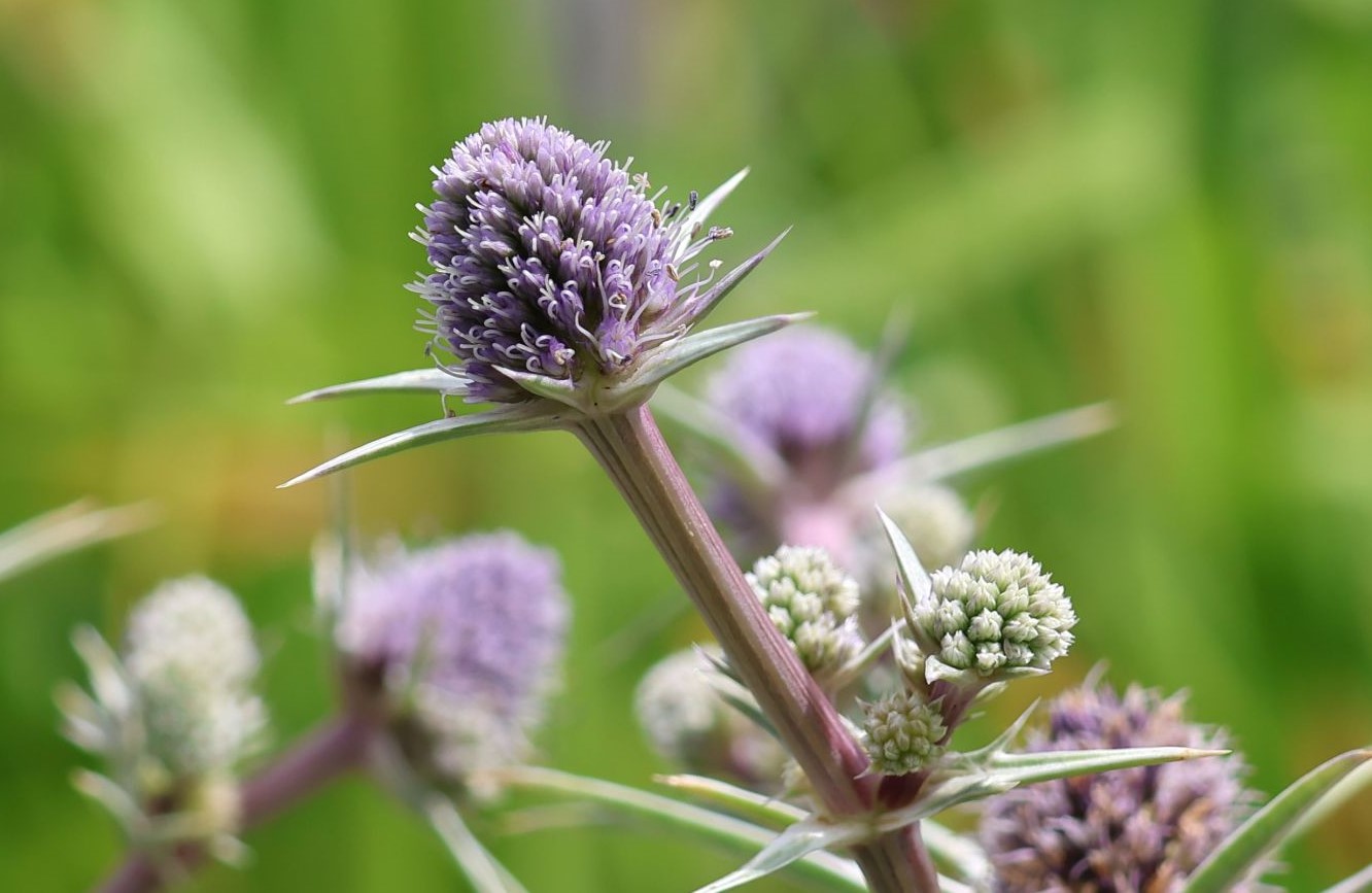 آیا عرق بوقناق قند خون را پایین می‌آورد؟ (نظر طب سنتی و تحقیقات جدید)