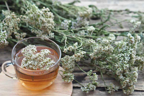 عرق بومادران برای چی خوبه؟ کامل‌ترین راهنمای خواص و کاربردها