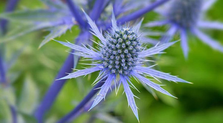 عرق بوقناق چیست و چگونه تولید می‌شود؟ (از گیاه تا عرق)