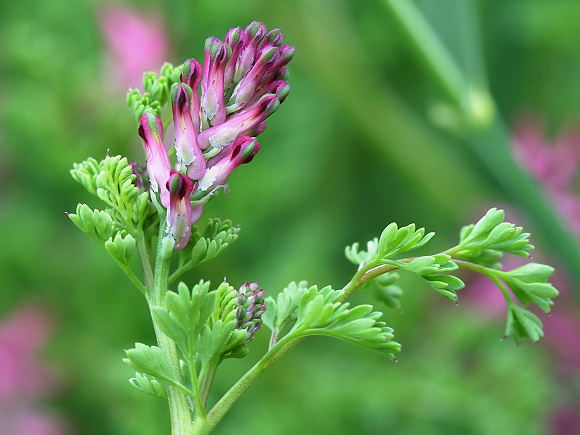 خواص عرق شاطره برای پوست  درمان جوش، لک و قرمزی